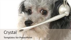  Presentation with poodle - Presentation theme consisting of dog service - silver toy poodle wearing communication background and a soft green colored foreground