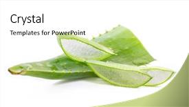  Presentation with leaves - Slide deck with cut aloe leaves on white background and a white colored foreground