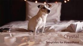  Presentation with tea cup - PPT theme enhanced with cut-dog-jack-russell-sitting background and a coral colored foreground