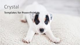 Presentation with cut - PPT theme with cut-puppy-lying-on-white background and a white colored foreground