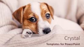  Presentation with old dog - Slide set consisting of cut-puppy-two-month-old background and a lemonade colored foreground