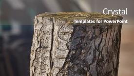  Presentation with cut - PPT theme consisting of cut-tree-trunk-stump background and a violet colored foreground