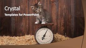  Presentation with kitten - Slide deck with cute adorable kitten on antique background and a tawny brown colored foreground