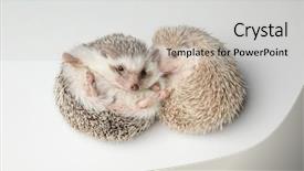  Presentation with cute - Presentation with cute african dwarf hedgehog couple background and a light gray colored foreground
