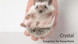  Presentation with africas cute - Slide set consisting of cute african dwarf hedgehog lying background and a light gray colored foreground
