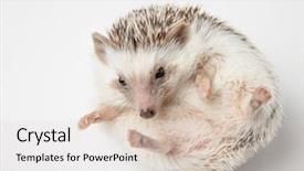  Presentation with africas cute - Cool new presentation theme with cute african dwarf hedgehog resting backdrop and a light gray colored foreground