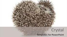  Presentation with body - Colorful presentation design enhanced with cute african hedgehog rolling back with legs up and having fun isolated on white background full body backdrop and a light gray colored foreground