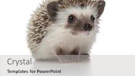  Presentation with cute - Audience pleasing slides consisting of cute-african-hedgehog-with-spiky backdrop and a light gray colored foreground