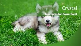  Presentation with grass - Cool new presentation theme with cute-alaskan-malamute-puppy backdrop and a shamrock green colored foreground