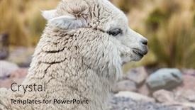  Presentation with cute - Beautiful presentation theme featuring cute-alpaca-close-up-peru backdrop and a light gray colored foreground