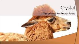  Presentation with biology - PPT theme consisting of cute alpaca on white background background and a lemonade colored foreground