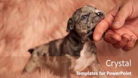  Presentation with bully - Beautiful PPT layouts featuring cute-american-bully-biting-finger backdrop and a red colored foreground