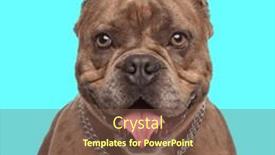  Presentation with bully - PPT layouts enhanced with cute-american-bully-dog and a tawny brown colored foreground