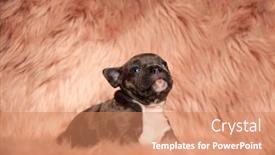  Presentation with bully - Presentation theme consisting of cute-american-bully-looking-up background and a coral colored foreground
