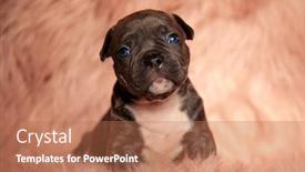  Presentation with bully - Beautiful slide set featuring cute-american-bully-looking-up backdrop and a coral colored foreground