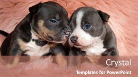  Presentation with bully - Cool new PPT layouts with cute american bully puppies comforting each other while laying down on pink furry background backdrop and a coral colored foreground