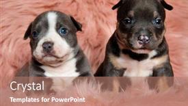 Presentation with bully - Colorful presentation design enhanced with cute american bully puppies looking away while laying down and sitting on pink furry background backdrop and a coral colored foreground