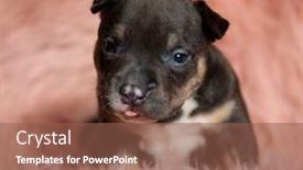 Presentation with bully - PPT layouts consisting of cute-american-bully-puppy background and a tawny brown colored foreground