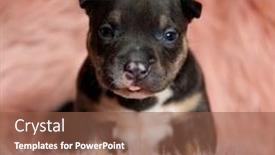  Presentation with bully - Beautiful slides featuring cute-american-bully-puppy backdrop and a tawny brown colored foreground