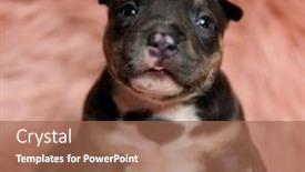  Presentation with bully - Colorful PPT layouts enhanced with cute-american-bully-puppy backdrop and a coral colored foreground