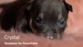  Presentation with bully - Slides having cute-american-bully-puppy background and a tawny brown colored foreground