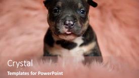  Presentation with bully - Audience pleasing theme consisting of cute-american-bully-puppy backdrop and a coral colored foreground