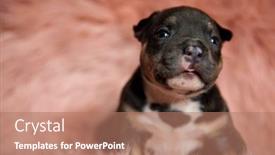  Presentation with bully - PPT layouts featuring cute-american-bully-puppy background and a coral colored foreground