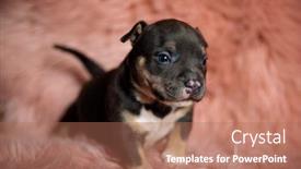  Presentation with bully - Theme enhanced with cute-american-bully-puppy background and a coral colored foreground