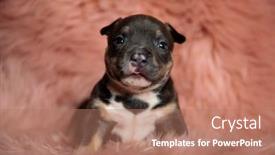 Presentation with bully - Amazing PPT layouts having cute-american-bully-puppy backdrop and a coral colored foreground