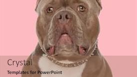 Presentation with bully - Slide set having cute-american-bully-puppy background and a coral colored foreground