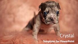  Presentation with bully - PPT layouts consisting of cute american bully walking on pink fur background in studio background and a coral colored foreground