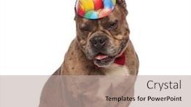  Presentation with cute birthday - Amazing presentation design having cute american bully wearing birthday party and bowtie panting and sticking out tongue sitting isolated on white background full body backdrop and a mint green colored foreground