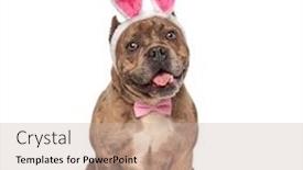  Presentation with bully - PPT theme enhanced with cute american bully wearing bunny ears and pink bowtie panting and sticking out tongue sitting isolated on white background full body background and a soft green colored foreground