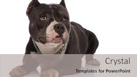  Presentation with bully - Amazing theme having cute-american-bully-wearing-collar backdrop and a light gray colored foreground