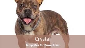  Presentation with bully - Audience pleasing presentation design consisting of cute american bully wearing leopard ears and silver collar panting and sticking out tongue standing isolated on white background full body backdrop and a coral colored foreground