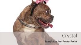  Presentation with bully - Presentation design consisting of cute american bully wearing pink bow and silver collar looking to side panting and sticking out tongue sitting isolated on white background full body background and a light gray colored foreground