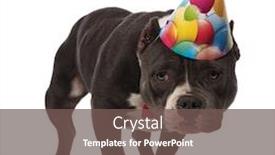  Presentation with bully - Presentation enhanced with cute american bully wearing red bowtie and birthday cap stands on white background background and a violet colored foreground