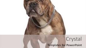  Presentation with bully - Slides with cute american bully wearing silver background and a light gray colored foreground