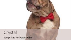 Presentation with bully - Presentation featuring cute american bully wearing sunglasses and red bowtie sticking out tongue and sitting isolated on white background full body background and a mint green colored foreground