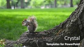  Presentation with nut - PPT layouts having cute-american-gray-squirrel-eat background and a dark gray colored foreground