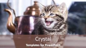  Presentation with kitten - Amazing PPT layouts having cute-american-shorthair-cat-kitten backdrop and a tawny brown colored foreground