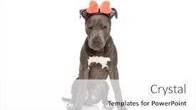  Presentation with pink white - PPT layouts consisting of cute-american-staffordshire-terrier-dog background and a white colored foreground