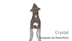  Presentation with dog - Slides with cute-american-staffordshire-terrier-dog background and a white colored foreground
