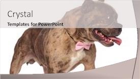 Presentation with bully - Presentation design consisting of cute americna bully wearing pink bowtie and panting sticking out tongue standing isolated on white background full body background and a light gray colored foreground