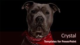  Presentation with forward - Slide set having cute-amstaff-doggy-with-red background and a wine colored foreground