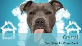  Presentation with tongue - Theme with cute-amstaff-puppy-sticking-out background and a light blue colored foreground