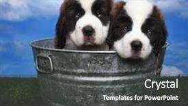  Presentation with aesthetics cute - Cool new PPT theme with cute and adorable saint bernard backdrop and a  colored foreground