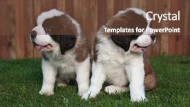  Presentation with saint - Presentation with cute and adorable saint bernard background and a tawny brown colored foreground