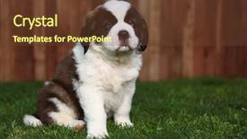  Presentation with saint - PPT theme with cute and adorable saint bernard background and a  colored foreground