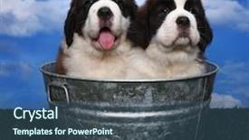  Presentation with saint - Slide set having cute and adorable saint bernard background and a  colored foreground